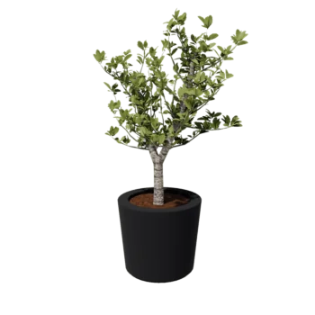 Саксия от фибростъкло - Конусовиден - Ø 63 x 52 см - RAL7021 мат (черно сиво) - С дъно