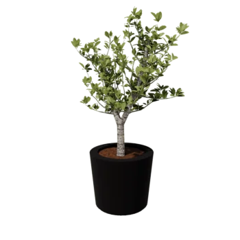 Саксия от фибростъкло - Конусовиден - Ø 63 x 52 см - RAL9005 матов (черен) - С дъно