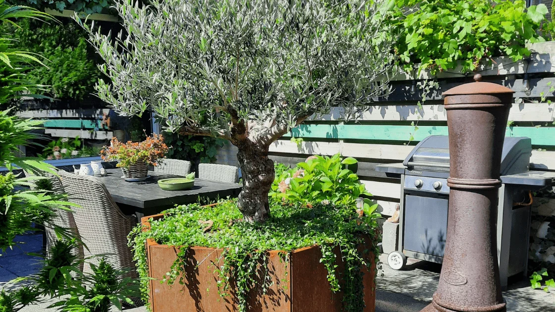 Оливия в голям цветарник: избиране на правилния съд и съвети за поддръжка